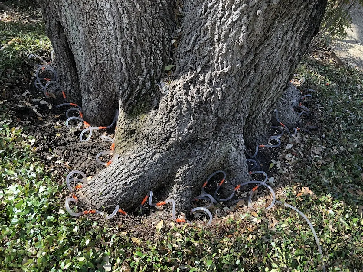 Detailed Tree Cabling and Bracing job site in Richlandtown