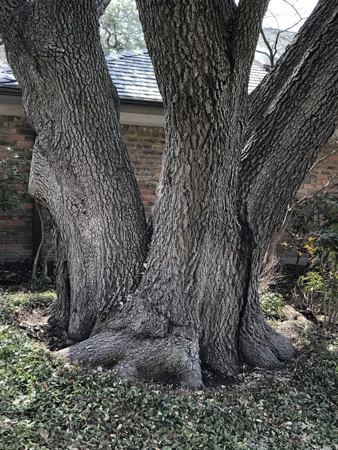 Mature heritage tree close to a Richlandtown property cared for by certified arborists